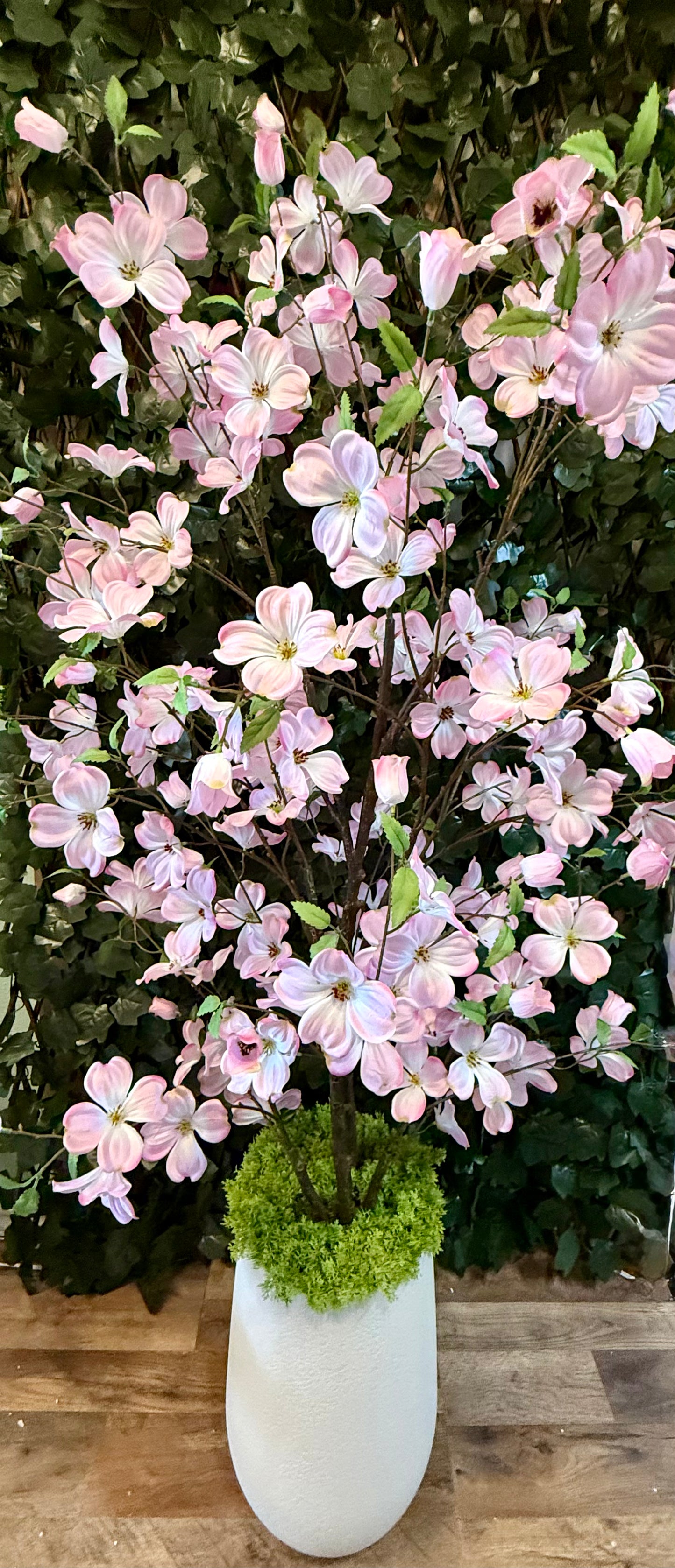 5.4’ Pink Southern Dogwood Tree