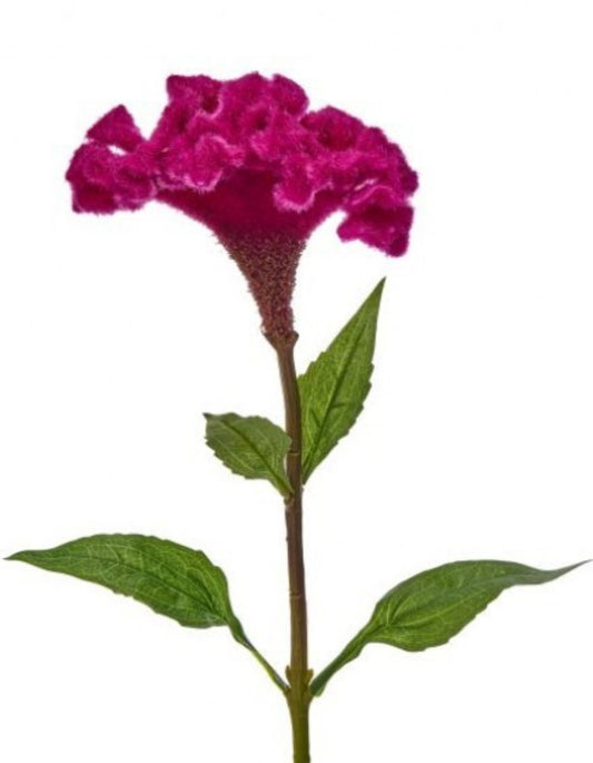 Real Touch Crested Celosia