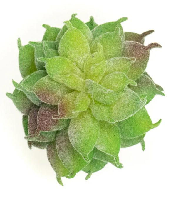 Echevaria Elegans Succulent Pick