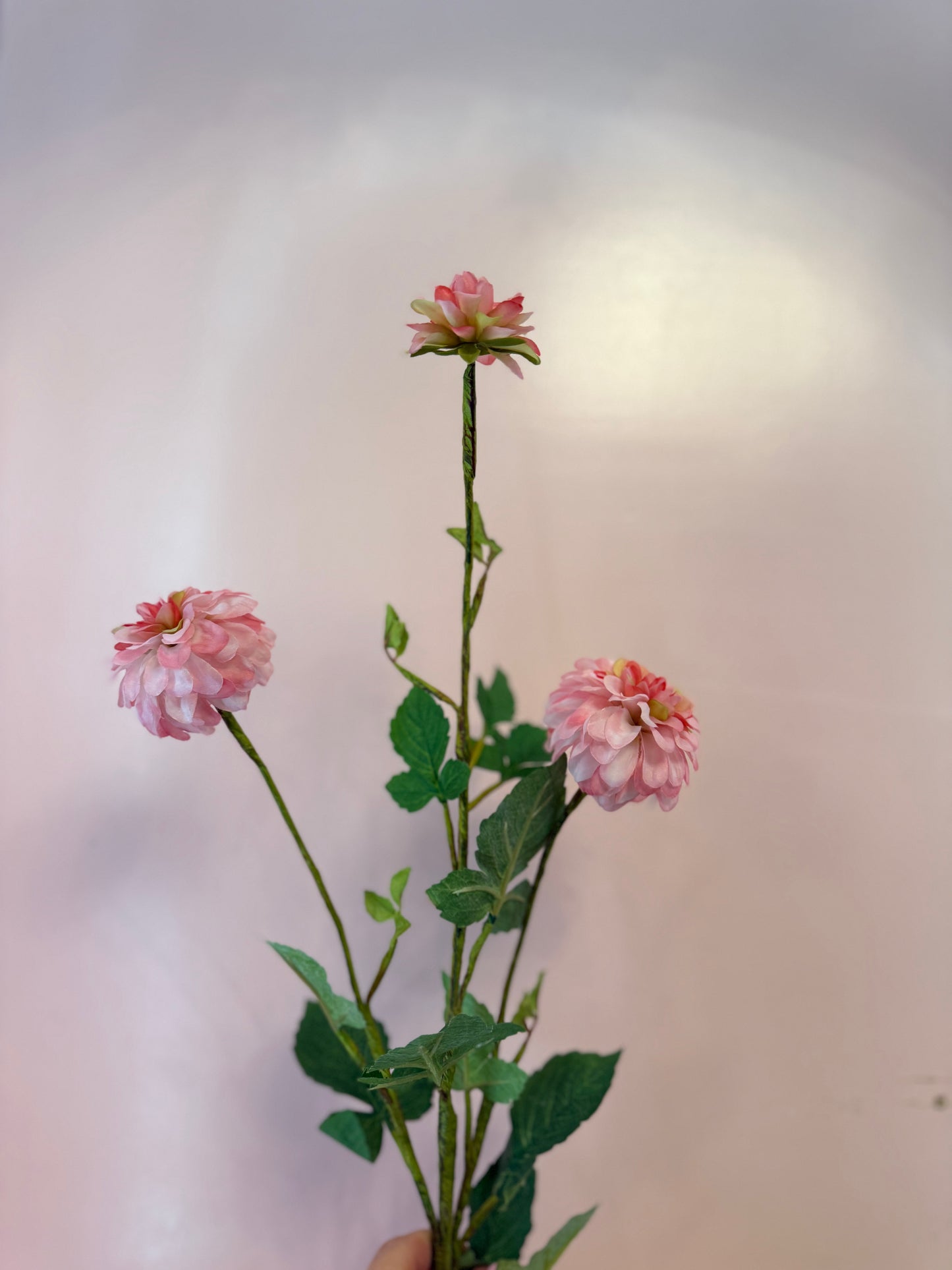 3 Bloom Dalia Stem