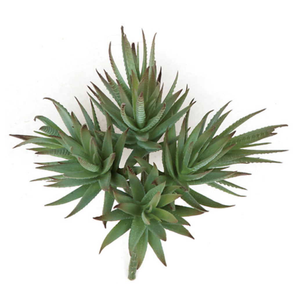 Agave Albomargina