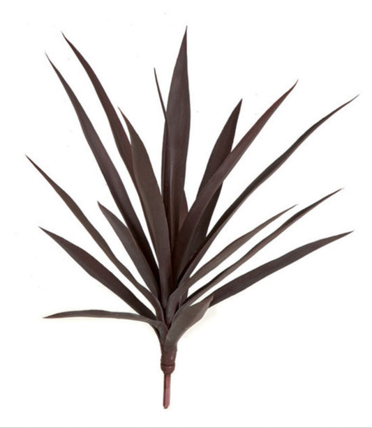 Yucca Plant