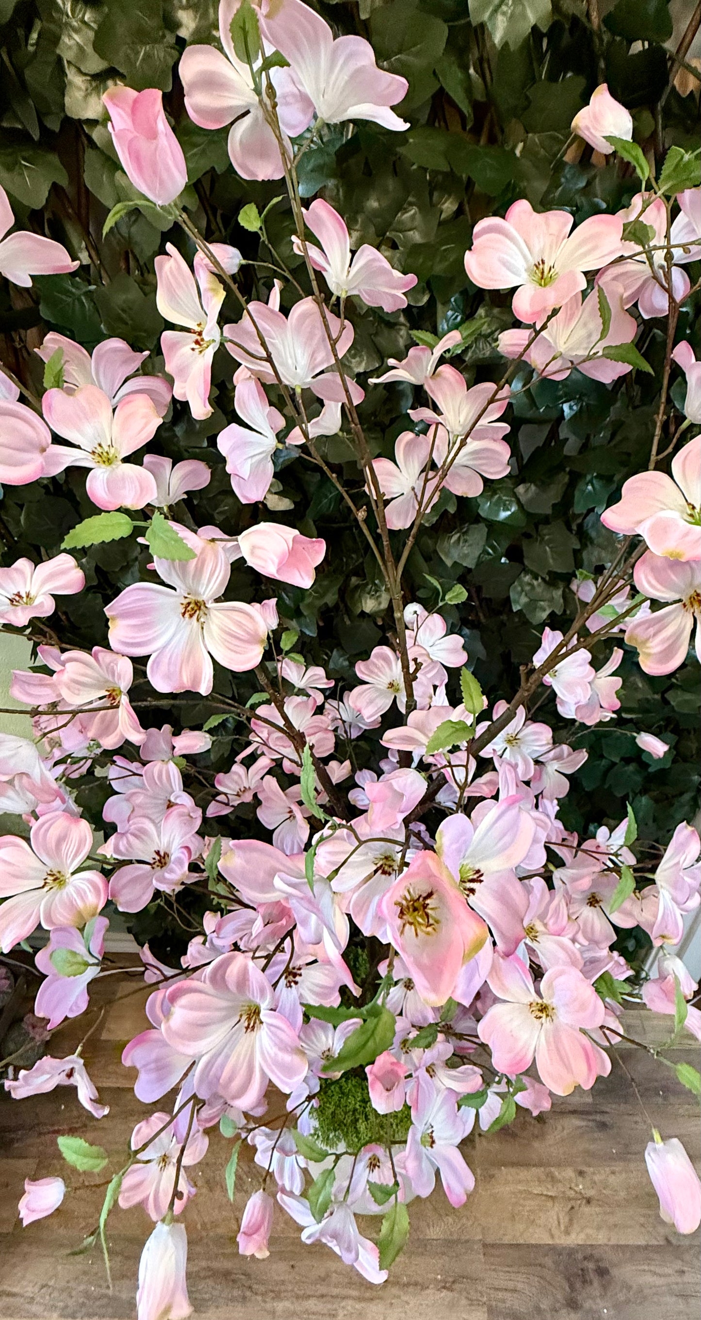 5.4’ Pink Southern Dogwood Tree