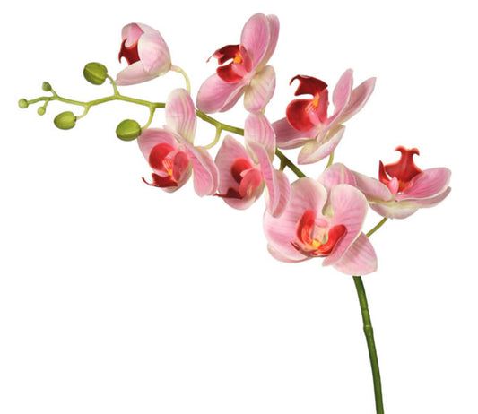 Real Touch Phalaenopsis Orchid