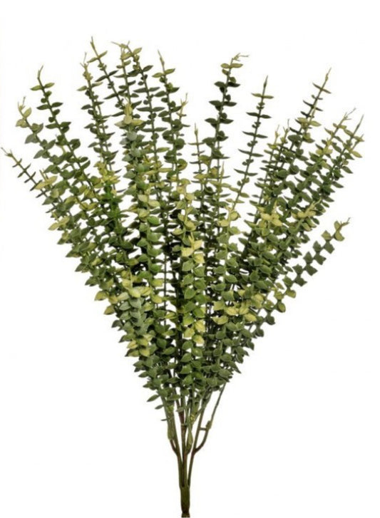 Eucalyptus Bush