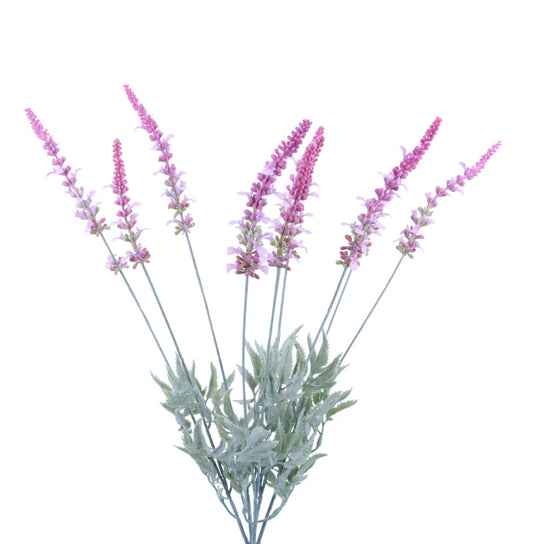 Lavender Bush