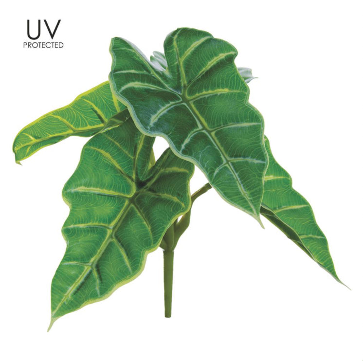 7.5" UV Protected Caladium Hortulanum Bush