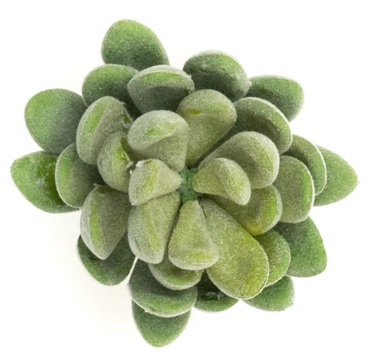Crassulla Rogersii - Green