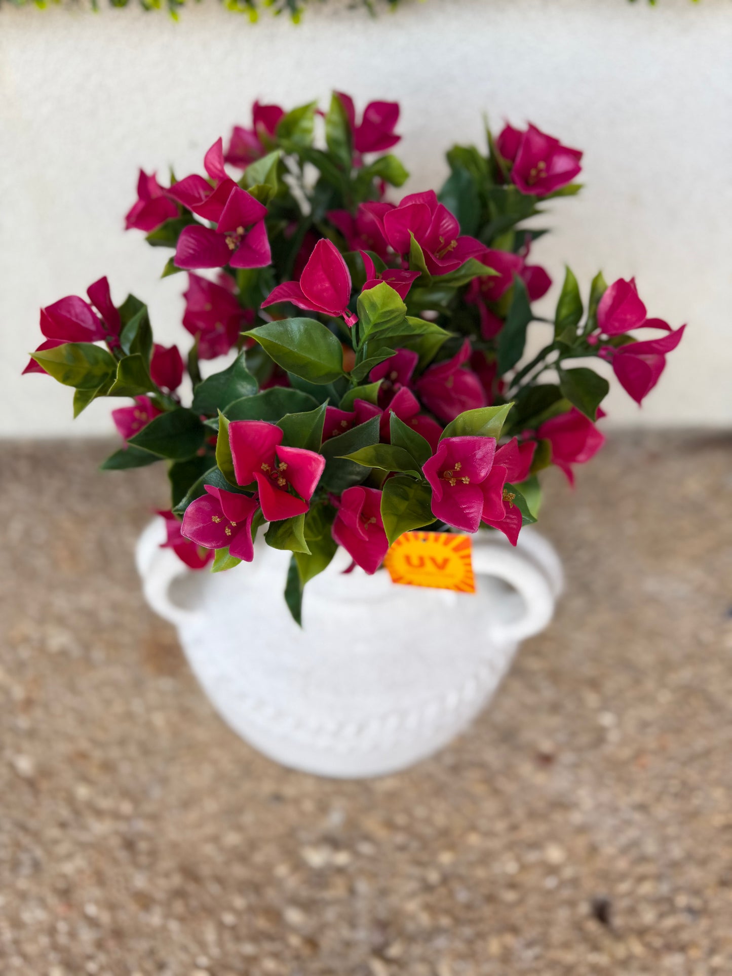 UV Protected Fuchsia Bougainvillea