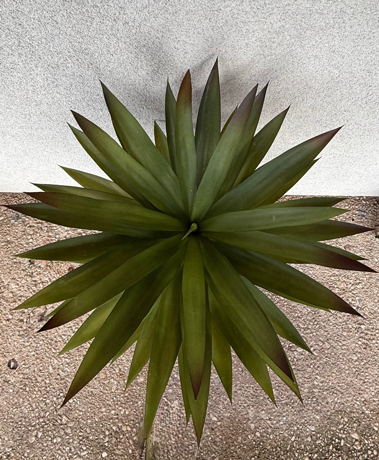 The Modern Yucca Arrangement