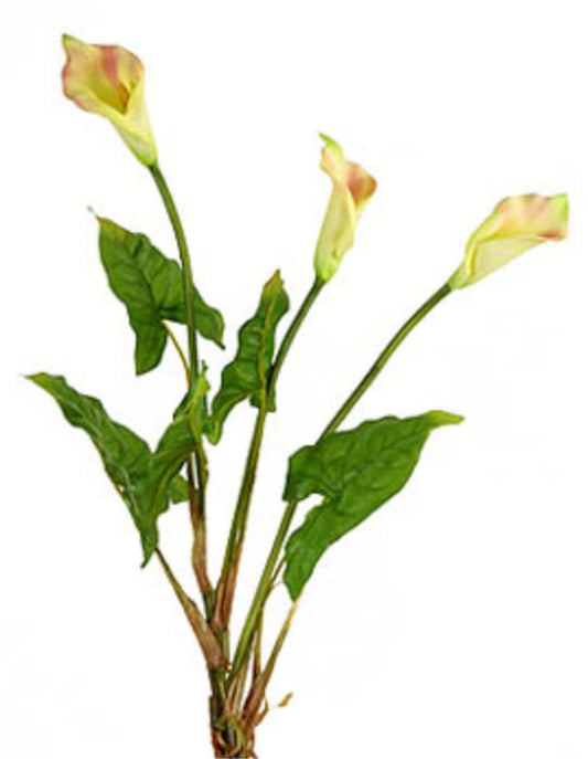 Calla Lily Plant