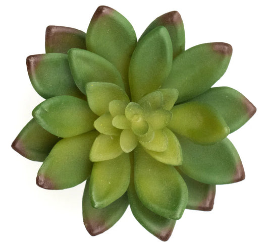 Sedum Adolphii Succulent Pick
