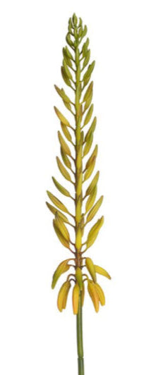 Agave Flower Spray