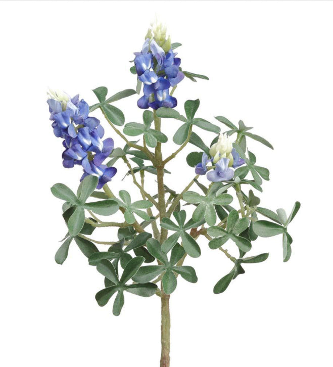Blue Bonnets