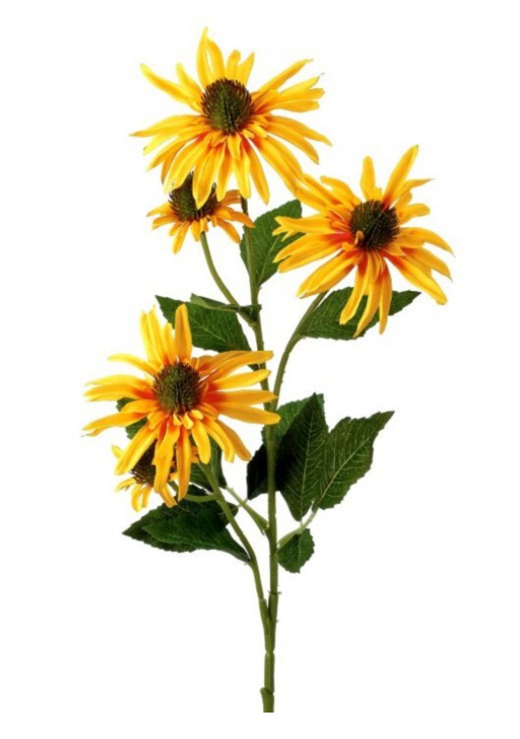 Echinacea Stem