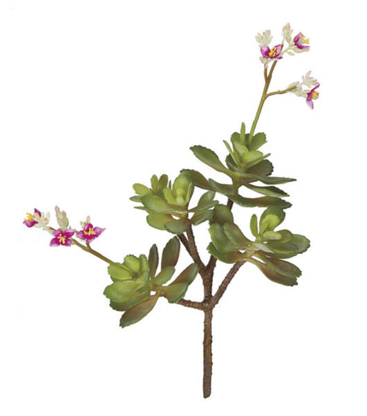 Flowering Sedum Plant