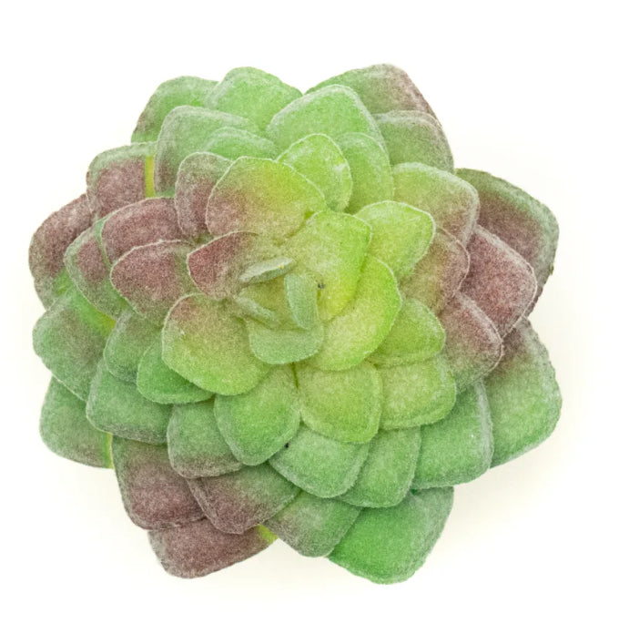 Aeonium Tabuliforme Succulent Pick