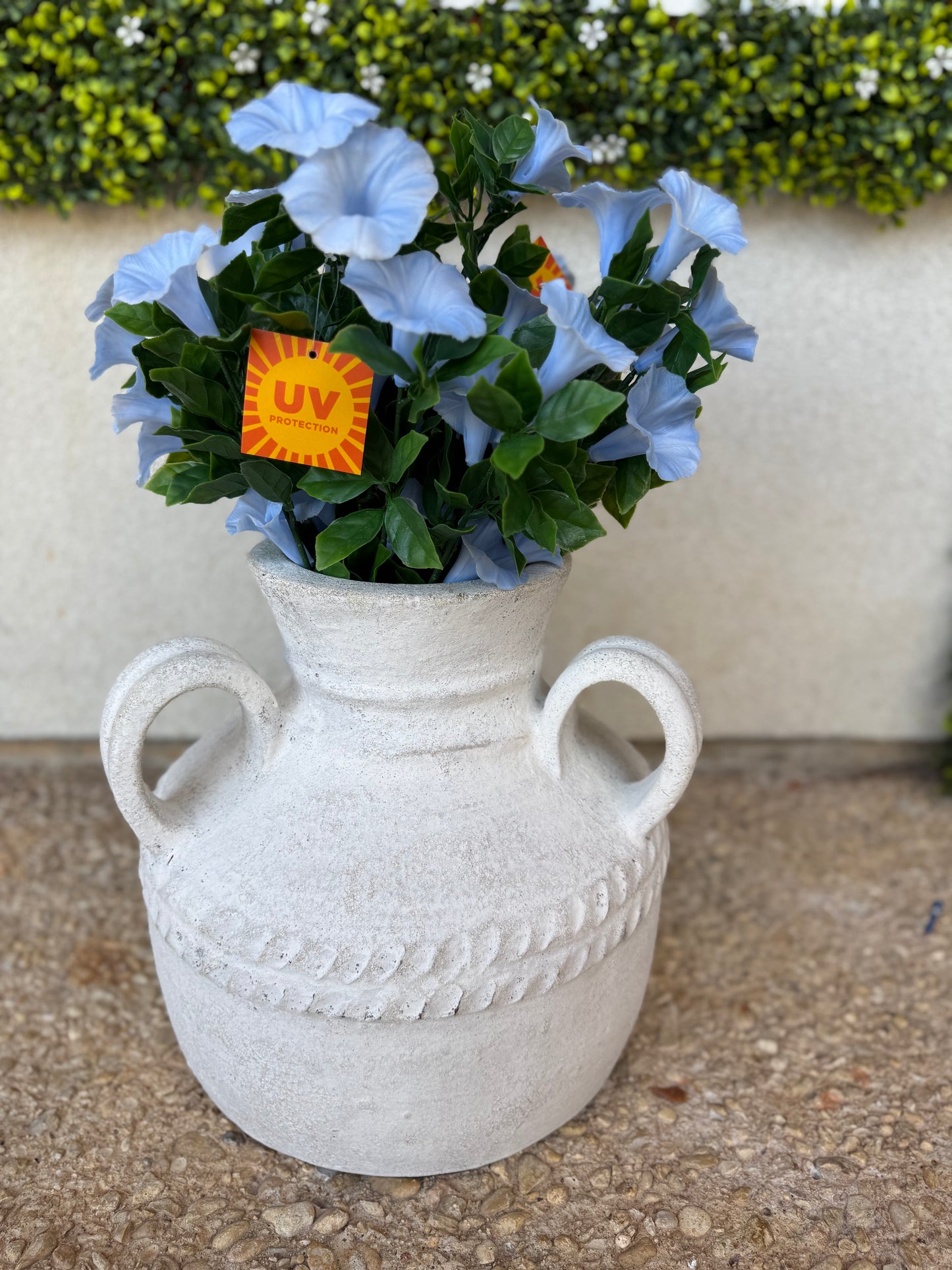 UV Protected Light Blue Morning Glory