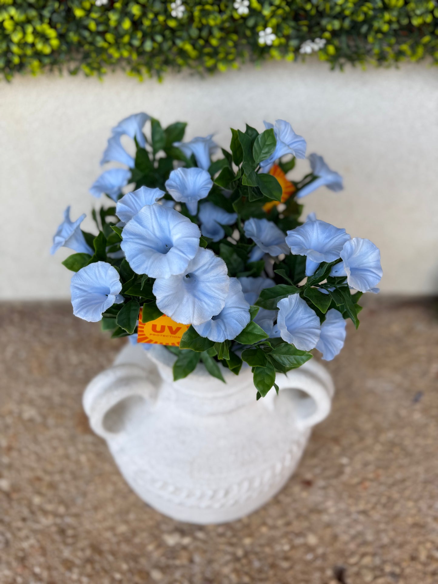 UV Protected Light Blue Morning Glory
