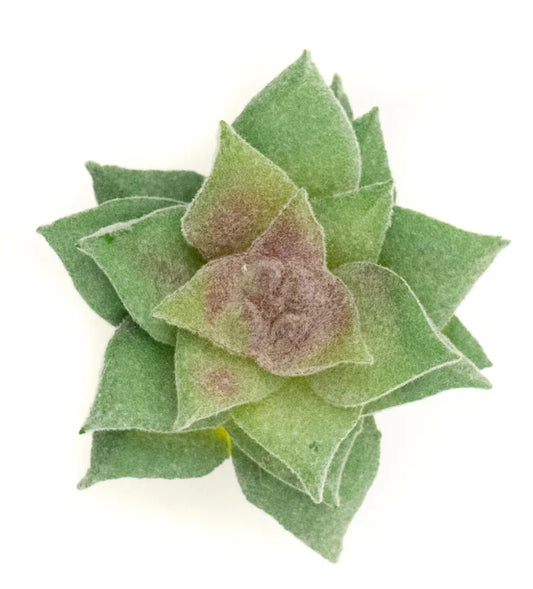 Crassulla Perforrata