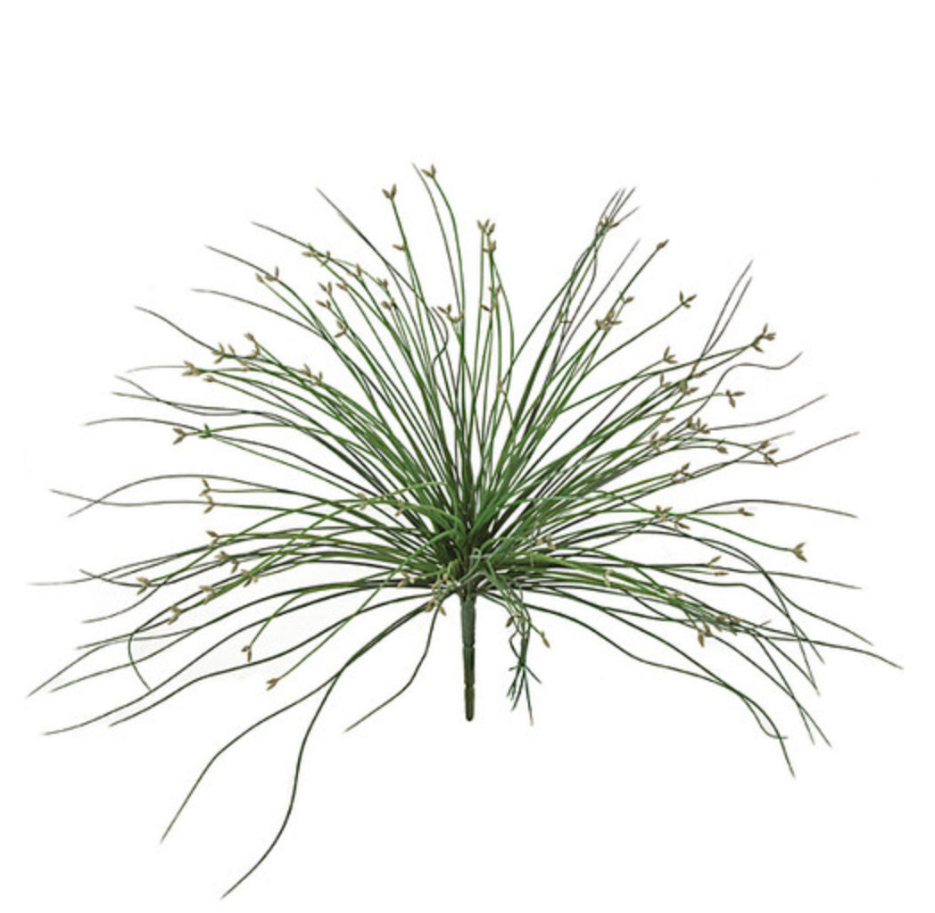 Outdoor Bahia Grass Bush