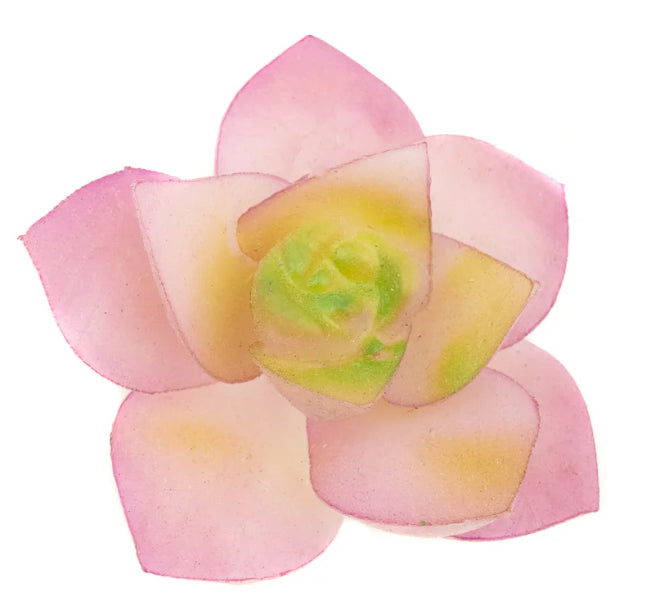 Echevaria Loti Succulent Pick