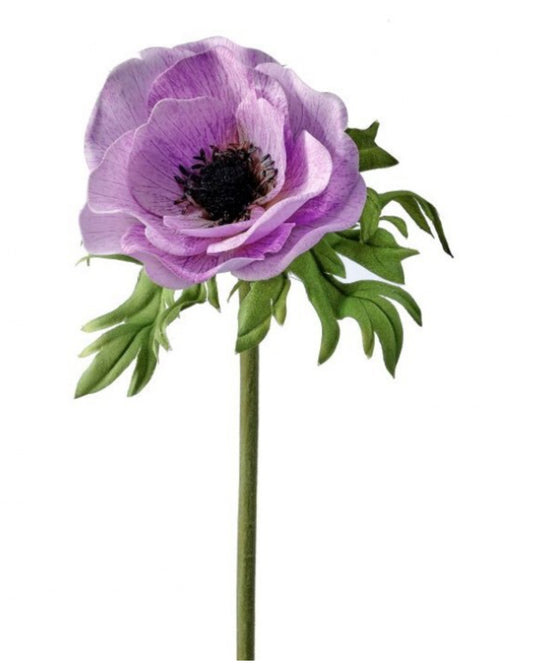 Just Cut Anemone