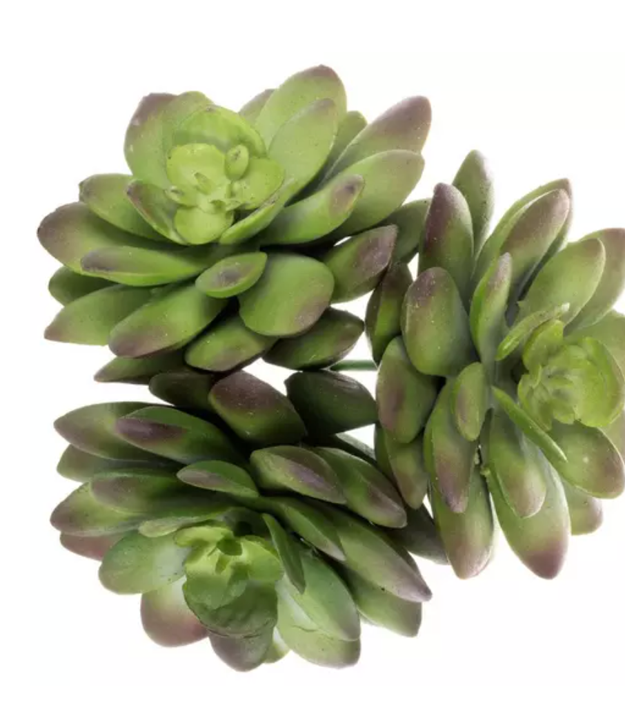 Green Echeveria Cluster Stem