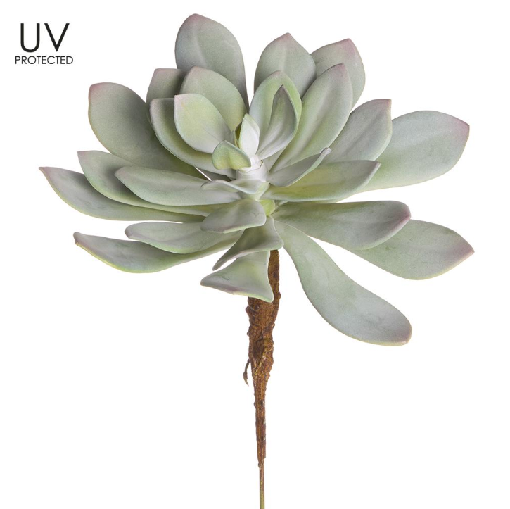 11" UV Protected Soft Aeonium Pick