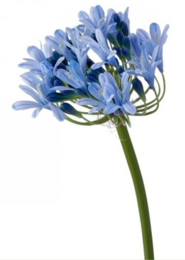 27" BLUE JUST CUT AGAPANTHUS