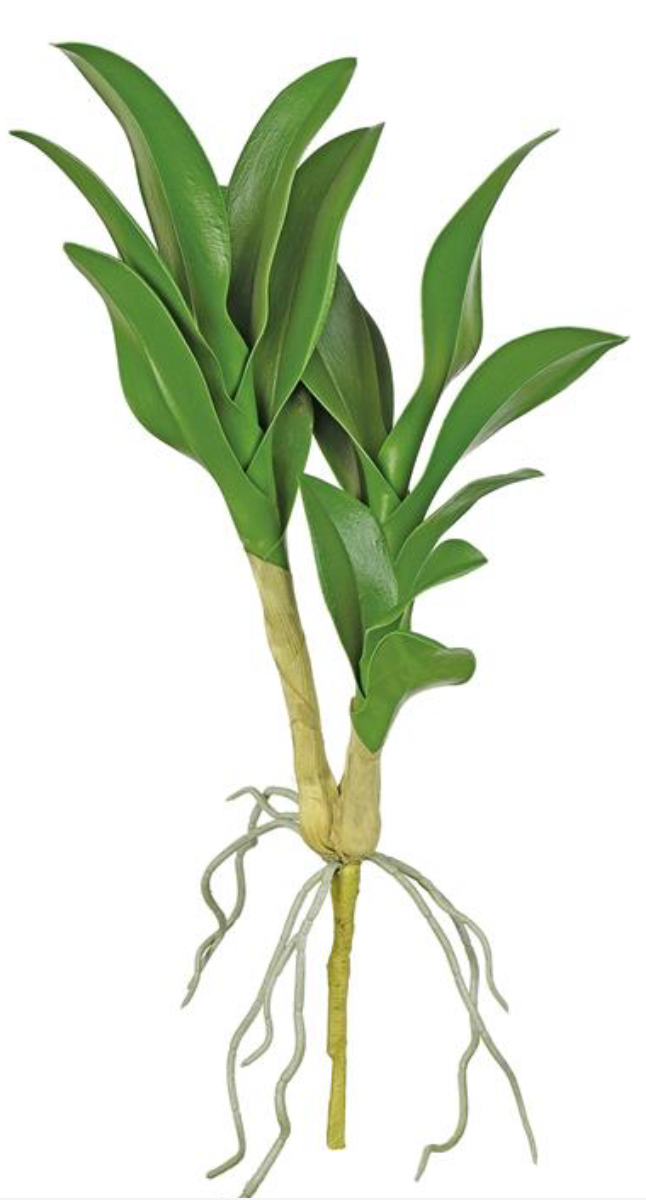 15.5" GREEN PHALAENOPSIS ORCHID LEAF