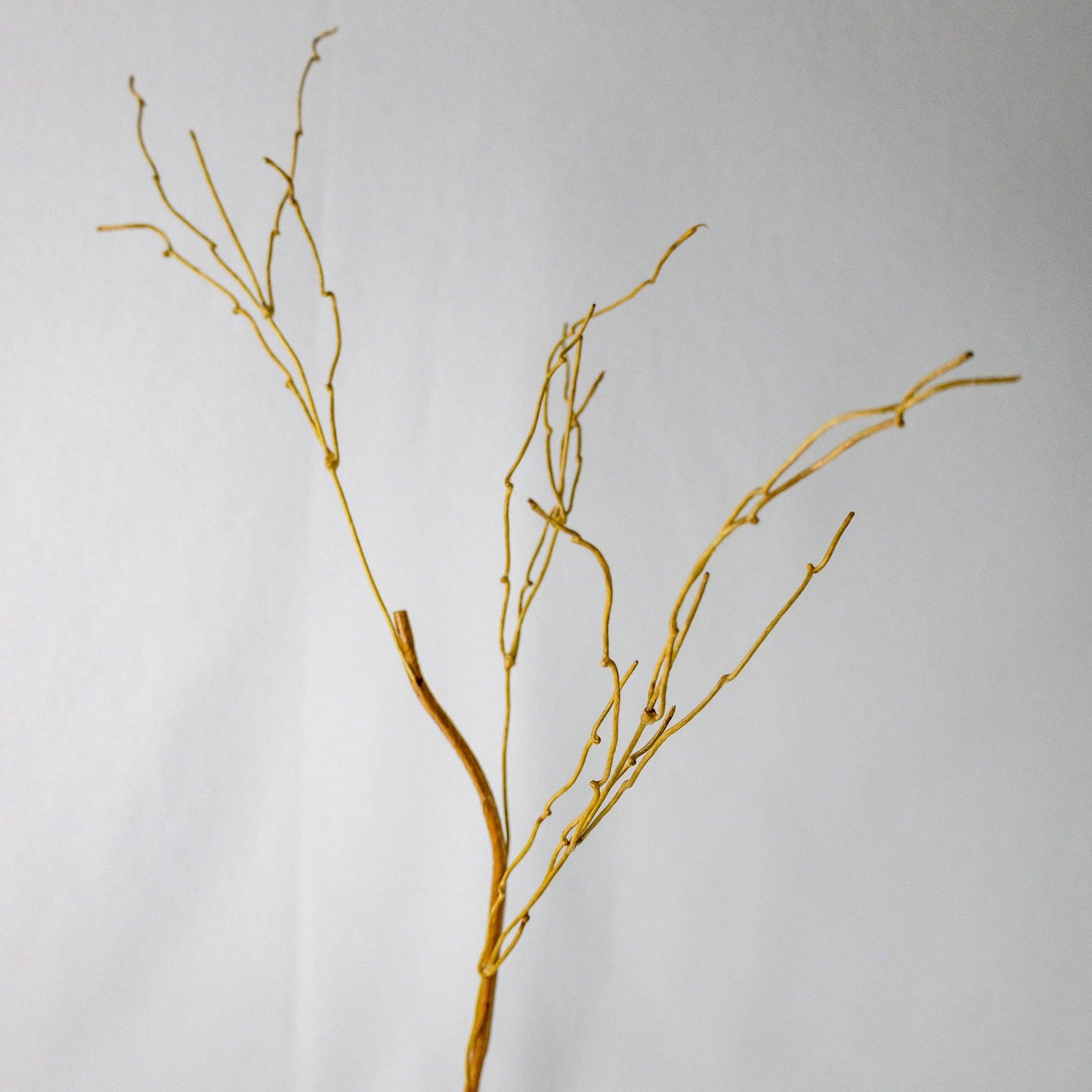 Dodo Branch Twigs: Single Stem